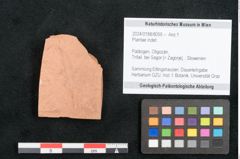 Foto (Objekt + Etikett) von Plantae indet.  (NHMW-GEO-2024-0188-8055)